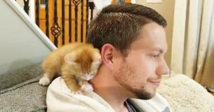 Ginger, cet adorable chaton qui ne se lasse pas de son propriétaire