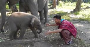 Un homme ouvre les bras pour câliner un bébé éléphant et obtient plus que ce qu'il espérait