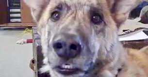 Un berger allemand est triste que son propriétaire ait mangé toute la nourriture dans le frigo et a une réaction amusante