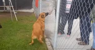 Cette chienne était excitée de voir ses propriétaires au refuge avant de réaliser qu'ils sont là pour adopter un autre chien