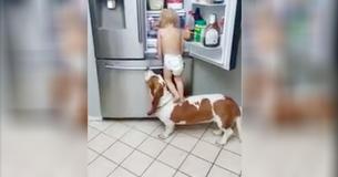 Basset Hound Assists Toddler In Clever Fridge Heist