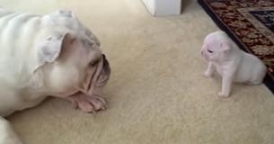 Un chiot bouledogue qui a fait une crise de colère a acquis une grande renommée