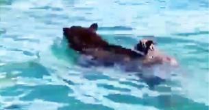 Mother Bear Saves Her Cubs From Drowning In Lake Tahoe