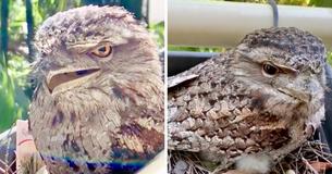 Frogmouths Are Nature's Quizzical Birds Full Of Allure