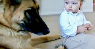 Gentle Giant German Shepherd Has Adorable Interaction With Baby Who Took His Treat