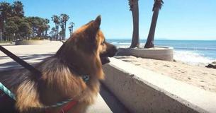 Dog Who Was Chained Up For His Entire Life Sees Ocean For First Time And His Reaction Spreads Across The Net