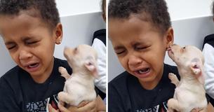 Un petit garçon fond en larmes à cause d'un adorable chihuahua