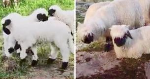 There Is A Rationale Behind People Dubbing Blacknose Sheep The Cutest Animal On The Planet