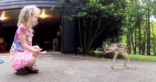 Un nouveau-né fauve s'approche tout près d'une petite fille sans aucune crainte.