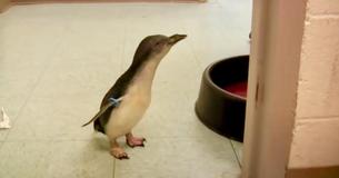 Un petit pingouin cherche sa gardienne au zoo et il est super excité quand il la retrouve