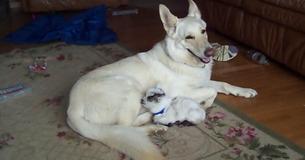 Cette jolie petite chèvre prend un berger allemand pour sa mère, alors le chien accepte son rôle
