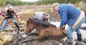 Rescuers Save Wild Horse Stuck In Mud For Hours