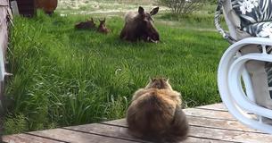 Cat Stalks A Mother Moose And Her Twin Cubs Taking A Rest In Yard