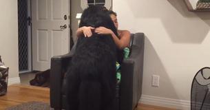 Colossal Newfoundland Convinced He's A Lap Dog
