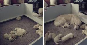 Camera Captured Golden Retriever Mom Coming To Comfort Puppy That Can't Locate Her