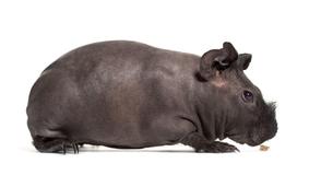 Hairless Breed Of Guinea Pigs Could Be Taken For Mini Hippos