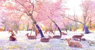 Wild Deer Enjoy Blossoms In Quiet Nara Park In Stunning Display