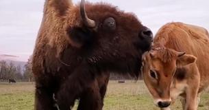 Blind Bison Lived Lonely Life Until She Befriended Pregnant Dairy Cow