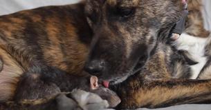 Sad Therapy Dog Finds A New Friend In 'Riff' The Rescue Rat