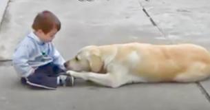 Une maman Labrador jaune fond un lien d'amitié avec un jeune enfant atteint du syndrome de Down