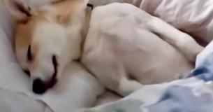 Ce chien intelligent fait semblant d'être mort parce que sa propriétaire a mentionné le vétérinaire