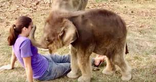 Un éléphanteau se lie d'amitié avec une femme et recherche adorablement sa "trompe"