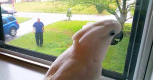 Un cacatoès voit que son propriétaire est rentré à la maison et ne peut pas retenir son excitation