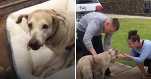 Army Servicewoman Rescues Older Dog Who Spent Seven Years In A Shelter