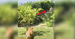 Honden blaffen als een malle in de achtertuin waardoor baasjes op onderzoek uitgaan