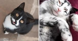 Rescue Cat With Rare Condition Changes Color To Look Unrecognizable But Alluring