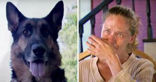 'Hero' de zwerfhond trekt gewonde vrouw uit auto en redt daarmee haar leven