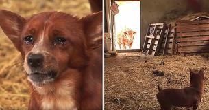 Un chiot triste est séparé de la vache qui l'a élevé. Ce documentaire a filmé leurs retrouvailles époustouflantes