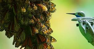 Monarch Butterly Swarm Footage From Unique Point Of View Of Flying Hummingbird Drone