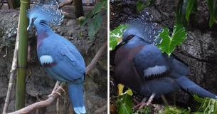 The Victoria Crowned Pigeon Is Largest, Most Lavish-Looking Pigeon On This Planet