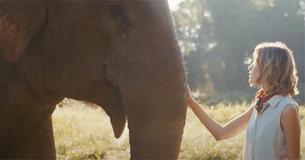 Vacationers Can Now Sleep With Elephants Beneath Stars In 'Jungle Bubble'