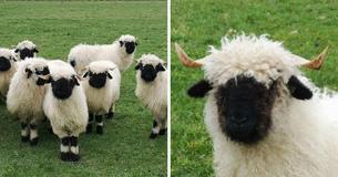Folks Are Unable To Decide If Blacknose Sheep Are Lovable Or Fearsome