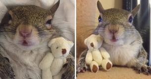 Squirrel Saved During Hurricane Isaac Is Unable To Sleep Without Her Teddy Bear