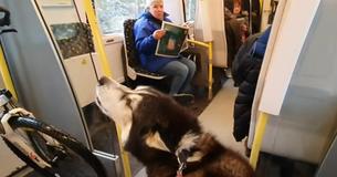 Ce malamute ne peut pas s'empêcher de dire "bonjour" à tous ceux qu'il croise