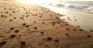 Millions Of Baby Turtles Head To Ocean On Vacant Beach