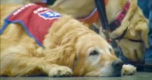 Disabled Veteran Can't Work Without His Service Dog So Retail Store Hires Them Both