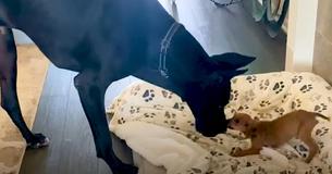 Bange, achtergelaten puppy wordt verliefd op Deense dog