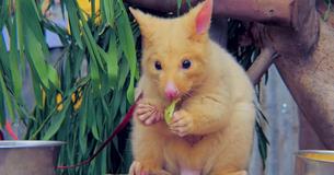 Rare Golden Possum Found Down Under Looks Like A Real-Life Pokémon