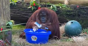 Une orang-outang s'est soigneusement lavé les mains après avoir vu ses soigneurs humains se laver les mains