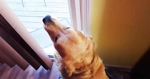 La réaction du Golden Retriever au retour de la maman contre celle du papa