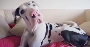 Un Grand Danois fait la moue et se plaint de ne pas avoir reçu son câlin matinal
