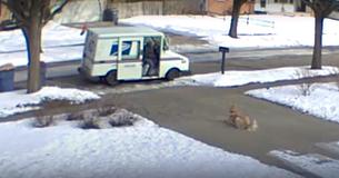 Postbode verloor onlangs zijn hond; hij had de vriendschap van een golden retriever op zijn route niet verwacht 