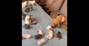 Un Golden Retriever devient adorablement confus en voyant des chatons sur le lit