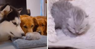 Deux Golden Retrievers et un Husky se rassemblent pour accueillir un chaton nouveau-né dans la famille