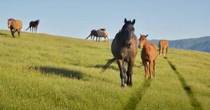Woman Purchases Land And Adopts 500 Horses In Transit To Slaughterhouse