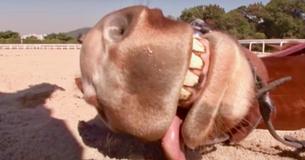 Actor Horse 'Plays Dead' Whenever People Attempt To Ride Him